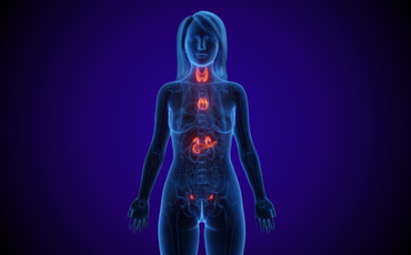 Silhouette of a person with the endocrine organs and glands over layed.