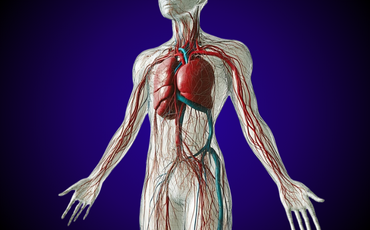 Silhouette of a woman with the cardiovascular system overlayed in red for arteries and blue for veins, highlighting blood flow.
