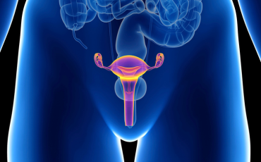 Digital representation of Female Reproductive Organs